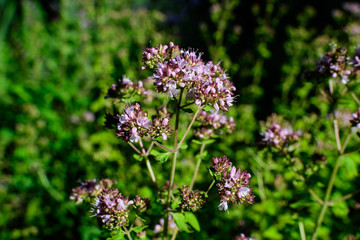 Many fresh green leaves and purple flowers of Thymus serpyllum plant, known as Breckland wild thyme, creeping or elfin thyme  in direct sunlight, in a herbs garden, in a sunny summer day