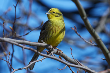 Goldammer Männchen im Frühjahr	