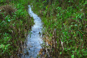 a stream in the forest