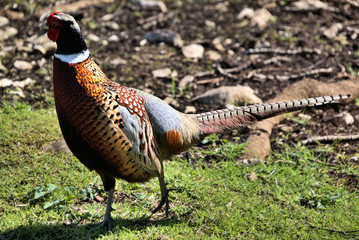 A view of a Pheasant at Leighton Moss Nature Reserve