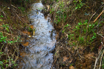 a stream in the forest