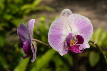 Fototapeta na wymiar Beautiful orchid park has Phalaenopsis flower in spring season at Ratchaburi Province of Thailand