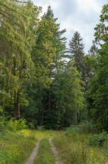 Landschaft im Sommer