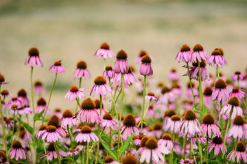 Vivid vivid pink delicate echinacea flowers in soft focus in a garden in a sunny summer day.