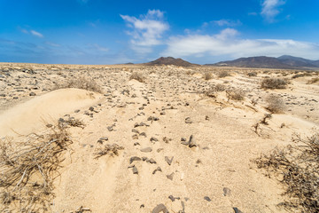 Fototapeta na wymiar Deserted sandy expanses of the Jandia Peninsula. Fuerteventura. Canary Islands. Spain.