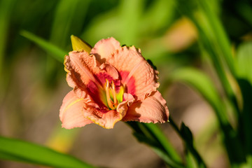 One vivid orange flower of Hemerocallis Lilium or Lily plant in a British cottage style garden in a sunny summer day, beautiful outdoor floral background photographed with soft focus.