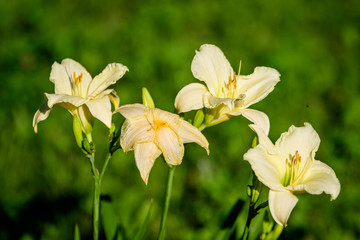 Naklejka premium Ivory white Hemerocallis Arctic Snow plant, know as daylily, Lilium or Lily plant in a British cottage style garden in a sunny summer day, beautiful outdoor background photographed with soft focus.