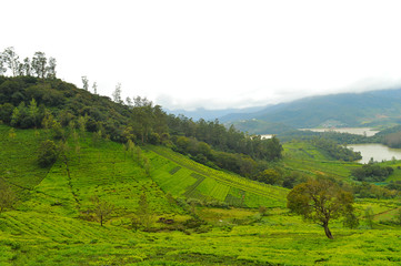 misty valley in Emerald Nilgiris