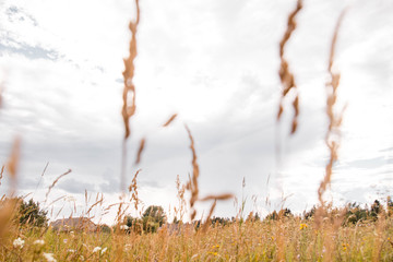 grass in the wind against the sky