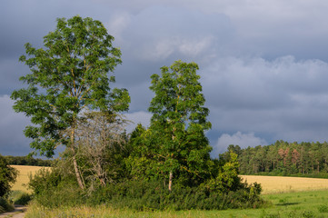 Obraz premium Landschaft im Sommer