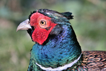 A view of a Pheasant at Leighton Moss Nature Reserve