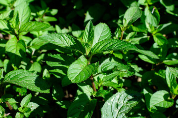 Fototapeta na wymiar Fresh green peppermint or mentha × piperita, also known as Mentha balsamea leaves in direct sunlight, in an organic herbs garden, in a sunny summer day.