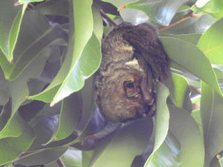 Hawaiian Hoary Bat