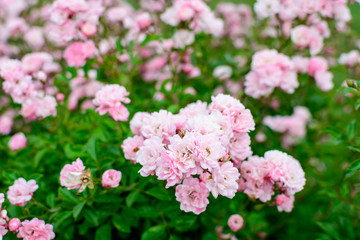 Large green bush with fresh vivid pink roses, smaller blooms and green leaves in a garden in a...