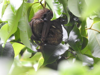 Hawaiian Hoary Bat