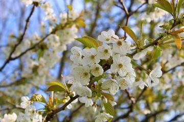 White cherry flowers
