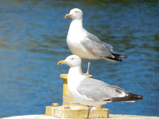 seagull on the beach