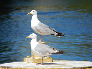 seagull on the beach