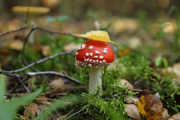 amanita muscaria fly agaric mushroom
