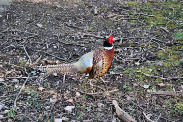 A view of a Pheasant at Leighton Moss Nature Reserve