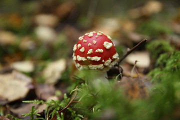 fly agaric mushroom in forest