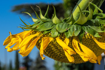 Fototapeta na wymiar Details of a large sunflower illuminated by the light of a summer morning in Andalusia
