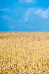 Ripe golden wheat on the field. Selective focus. Shallow depth of field. 