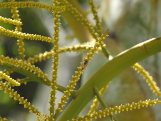 Wildlife in Palm Trees