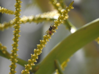 Wildlife in Palm Trees
