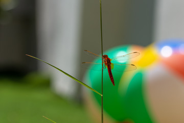 Red dragonfly in summer with two colorful inflatable balls in the background