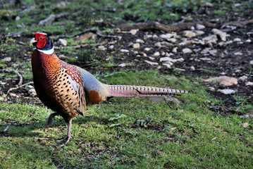 A view of a Pheasant at Leighton Moss Nature Reserve