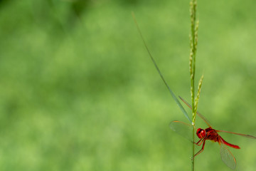 Close-up view of a red dragonfly (Crocothemis erythraea male) perched on a reed