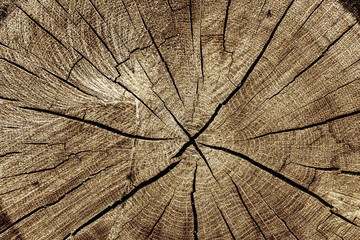 Holz  Hintergrund Landwirtschaft Natur Saarland Maserung Risse im Holz Karakter Naturprodukt Forst Wald nachhaltig Biosphäre Bio Möbel 