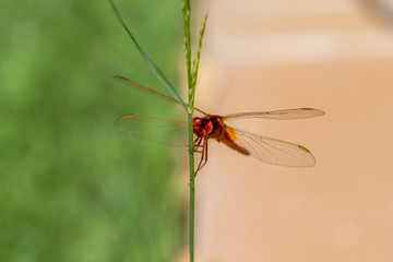 Close-up view of a red dragonfly (Crocothemis erythraea male) perched on a reed