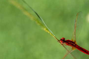 Close-up view of a red dragonfly (Crocothemis erythraea male) perched on a reed