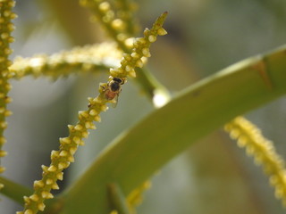 Wildlife in Palm Trees