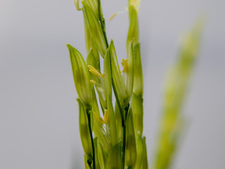 field rice,Pollen rice.