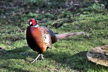 A view of a Pheasant at Leighton Moss Nature Reserve