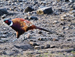 A view of a Pheasant at Leighton Moss Nature Reserve