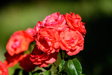 Close up of many delicate vivid red roses in full bloom and green leaves in a garden in a sunny summer day, beautiful outdoor floral background photographed with soft focus.
