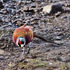 A view of a Pheasant at Leighton Moss Nature Reserve