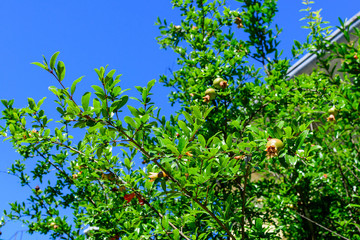 Fototapeta na wymiar Many small raw pomegranate fruits and green leaves in a large tree in direct sunlight in an orchard garden in a sunny summer day, beautiful outdoor floral background photographed with selective focus.