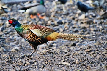 A view of a Pheasant at Leighton Moss Nature Reserve