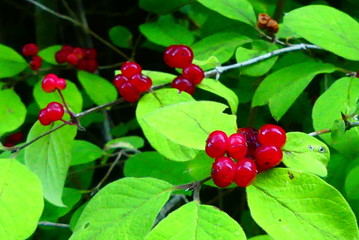 Früchte der Heckenkirsche