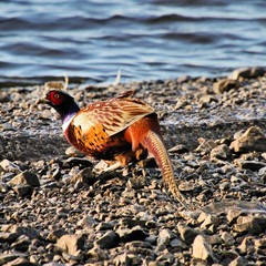 A view of a Pheasant at Leighton Moss Nature Reserve