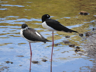 Hawaiian Waterbirds