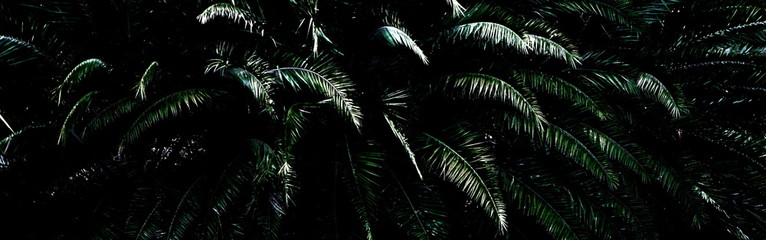 dark green plam plant background. abstract green plams leaves in dark tone.