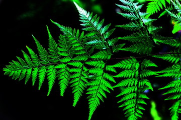 green fern plant background. abstract green fern leaves in dark tone.