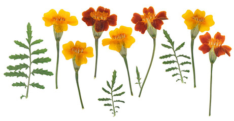 Pressed and dried flower tagetes (marigold) on stem with green leaves isolated on white background....