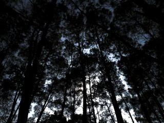 silhouette pine plant ,tree pattern abstract background